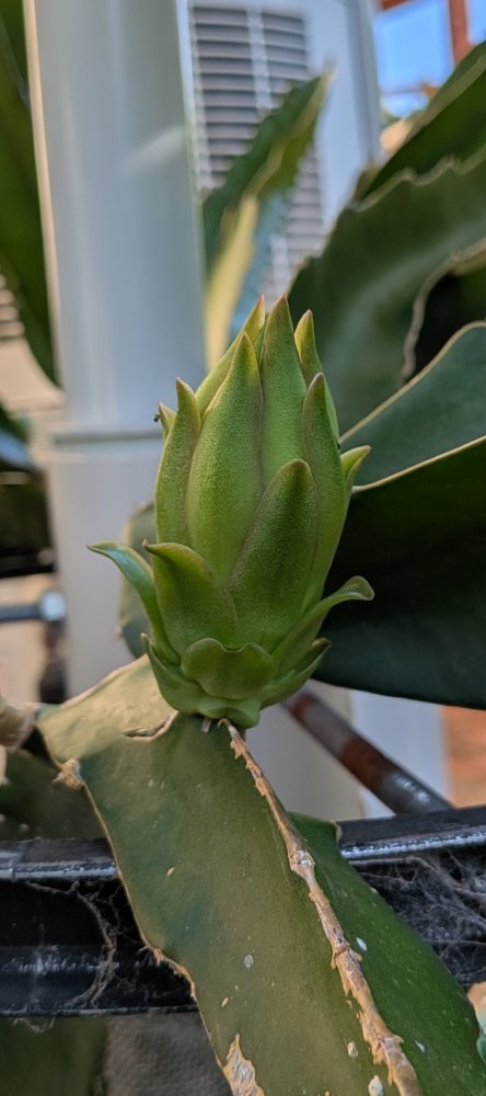 Bigger buds